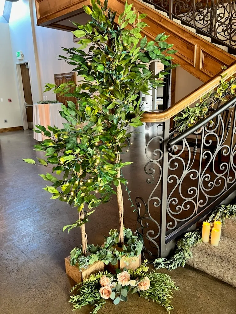 Ficus Trees