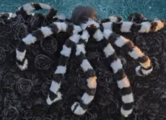 Black and White Halloween spider