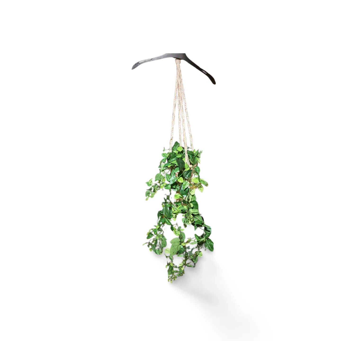 Trailing Plant - In Macrame Hanger
