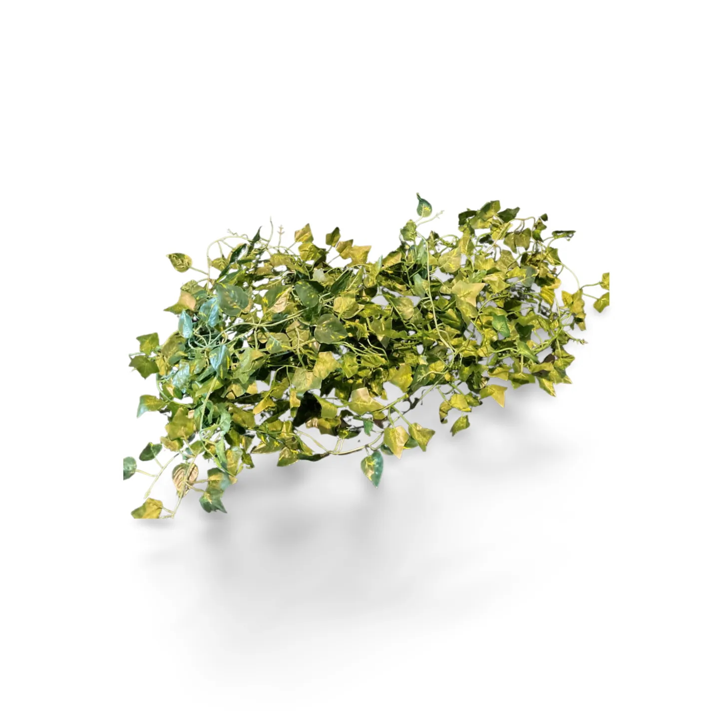 Ivy Garland