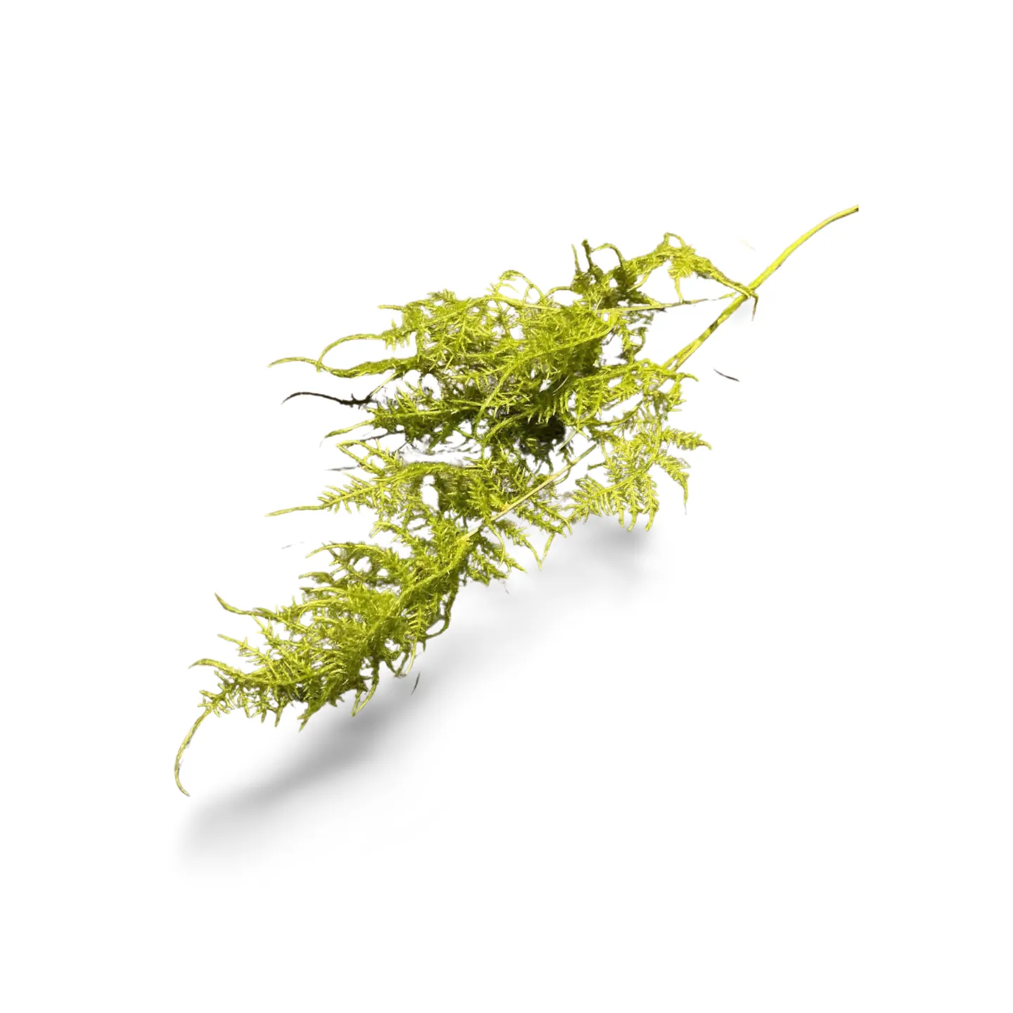 Fern leaf sprays x2