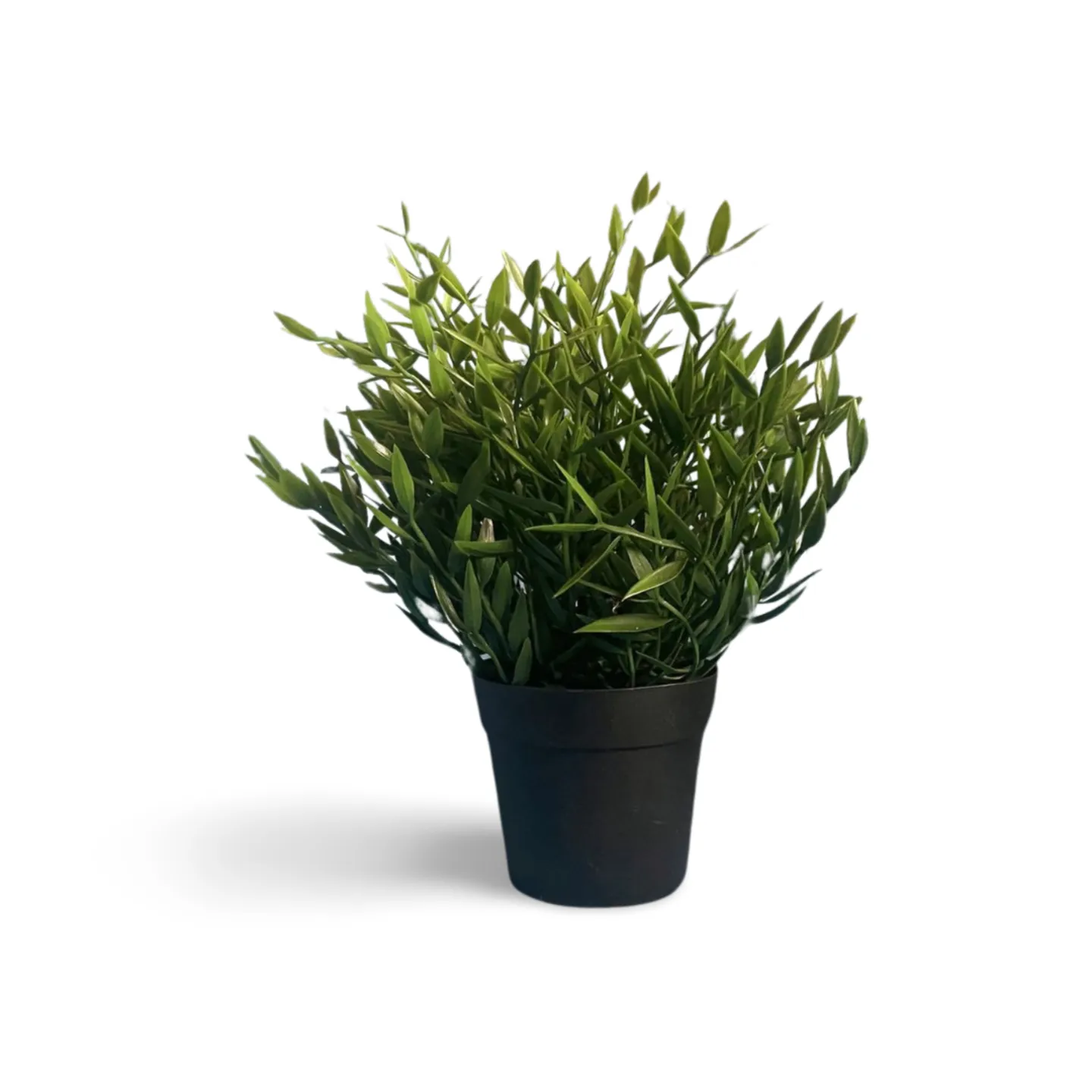 Herb - In Pot