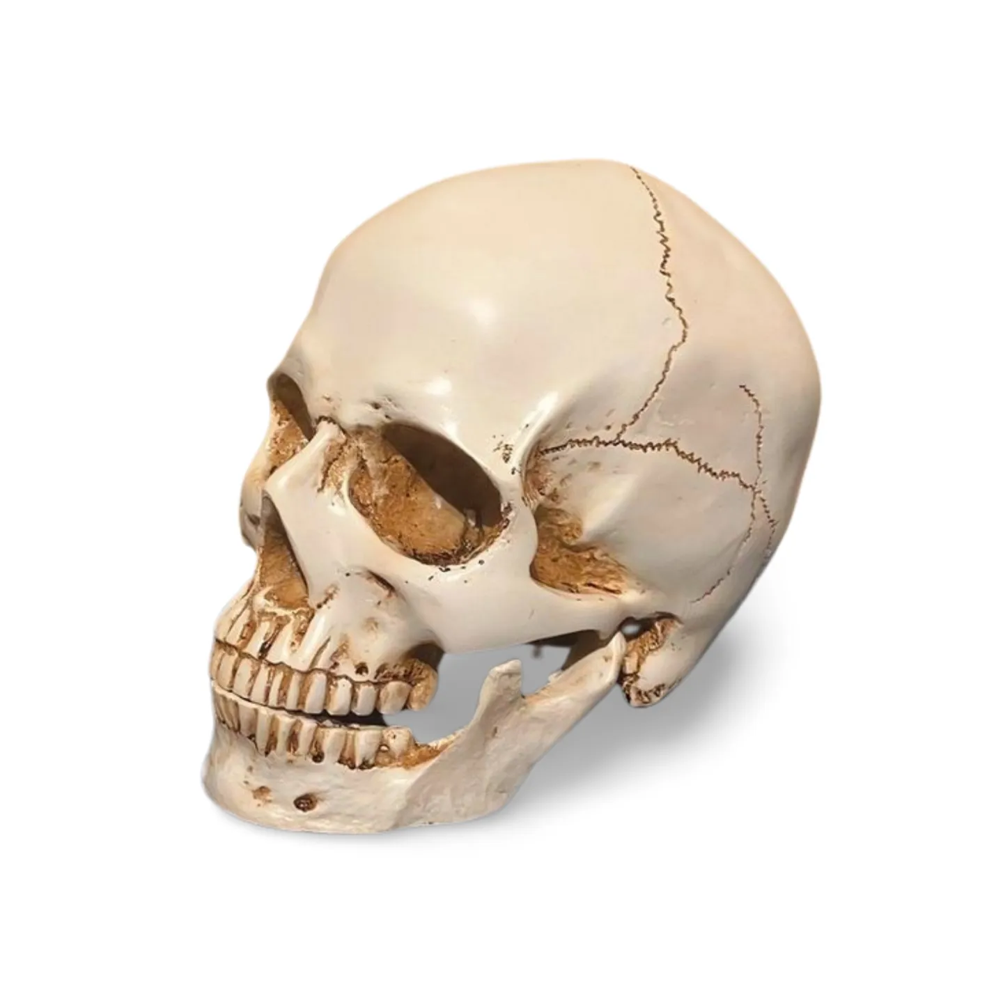 Skull