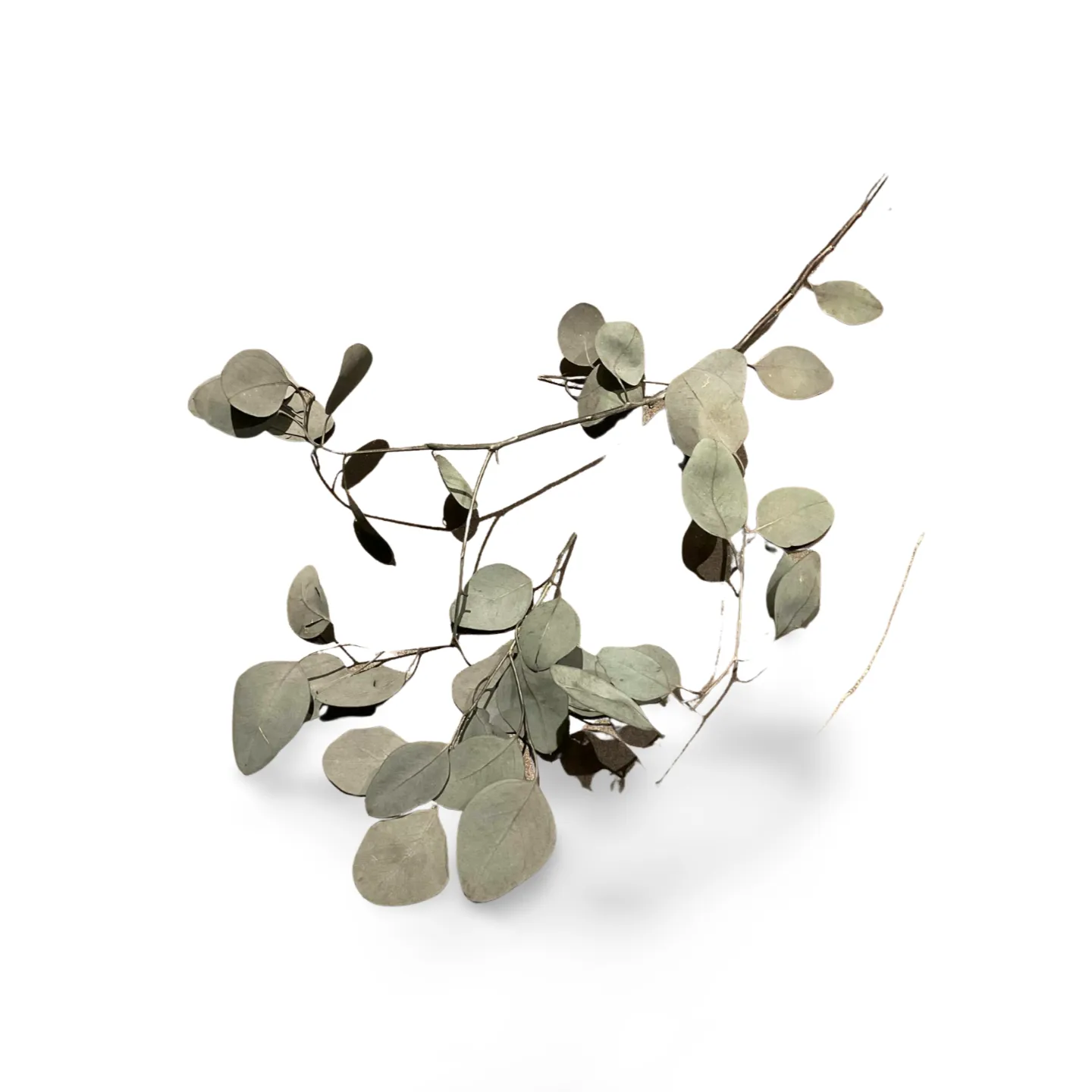 Leaf Spray - Black 