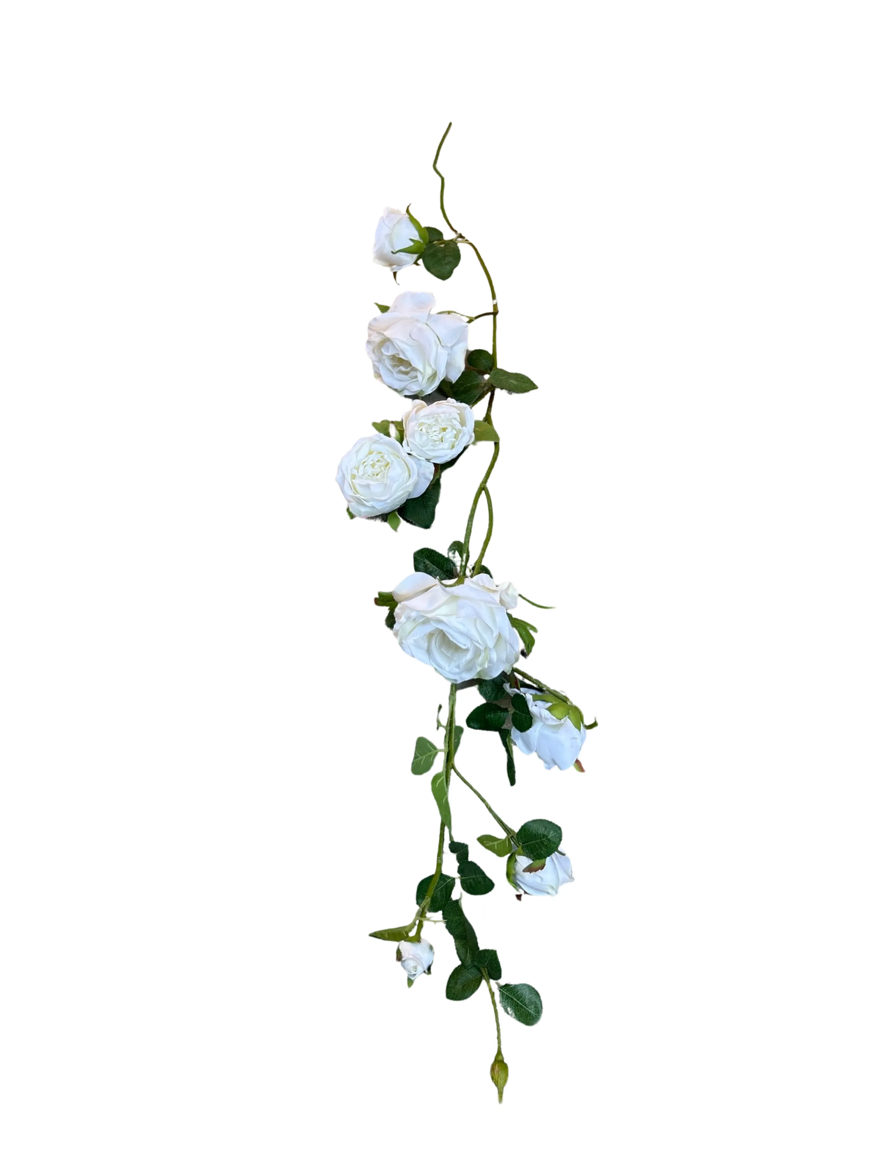 Rose Vines 