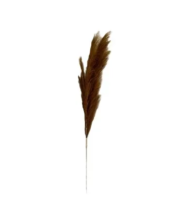 Brown Pampas Grass