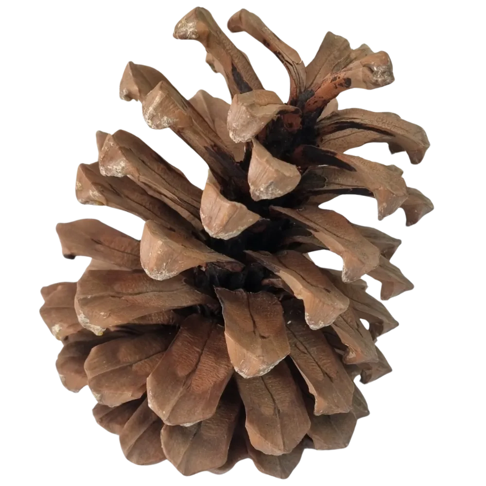 S62 Pine Kernels