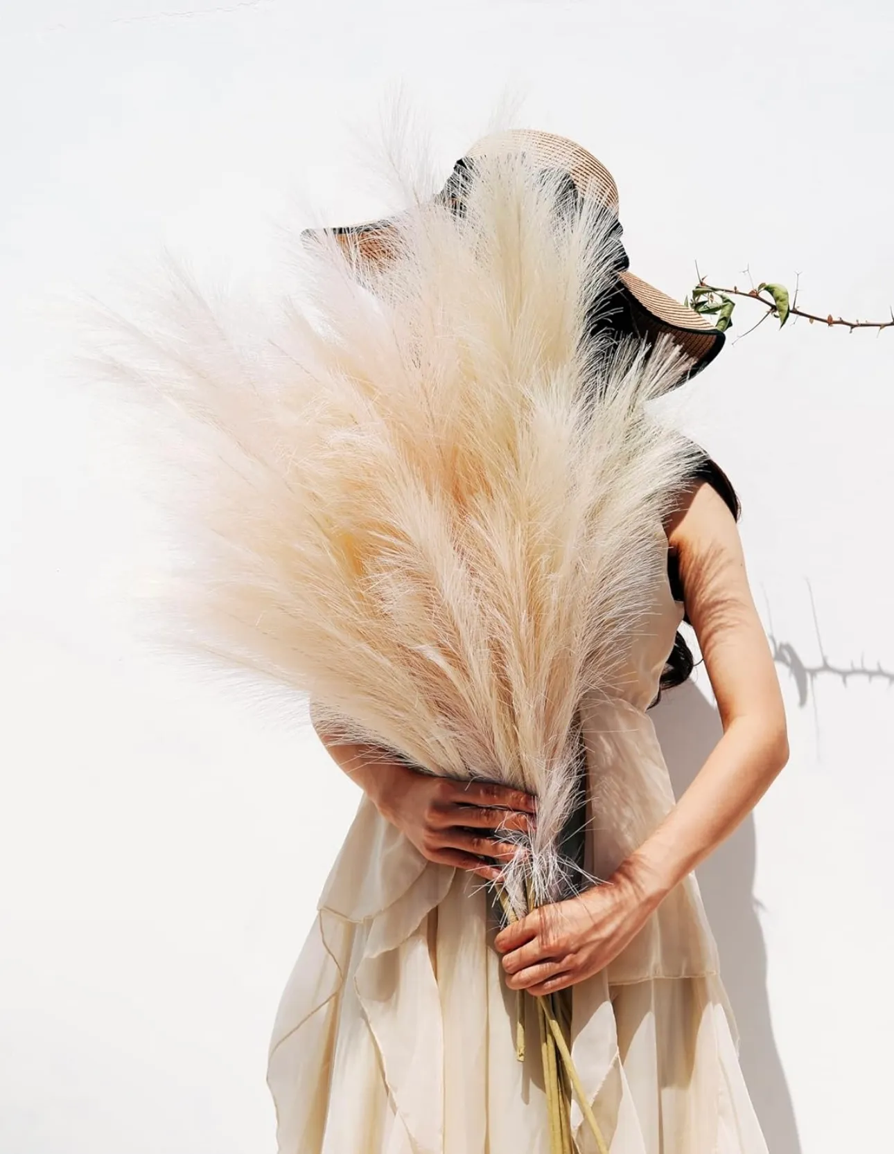 Pampas Grass