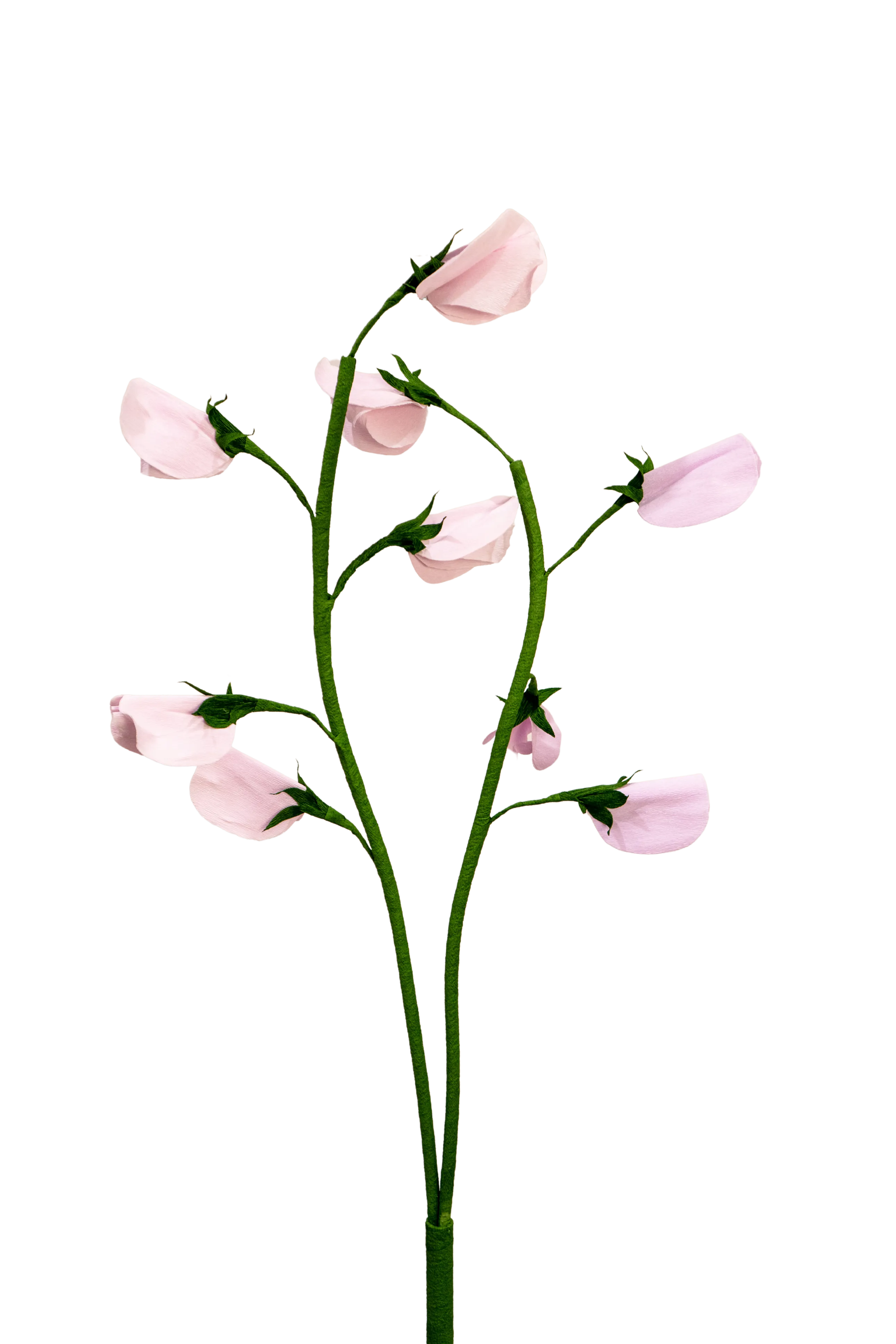 Sweet Pea
