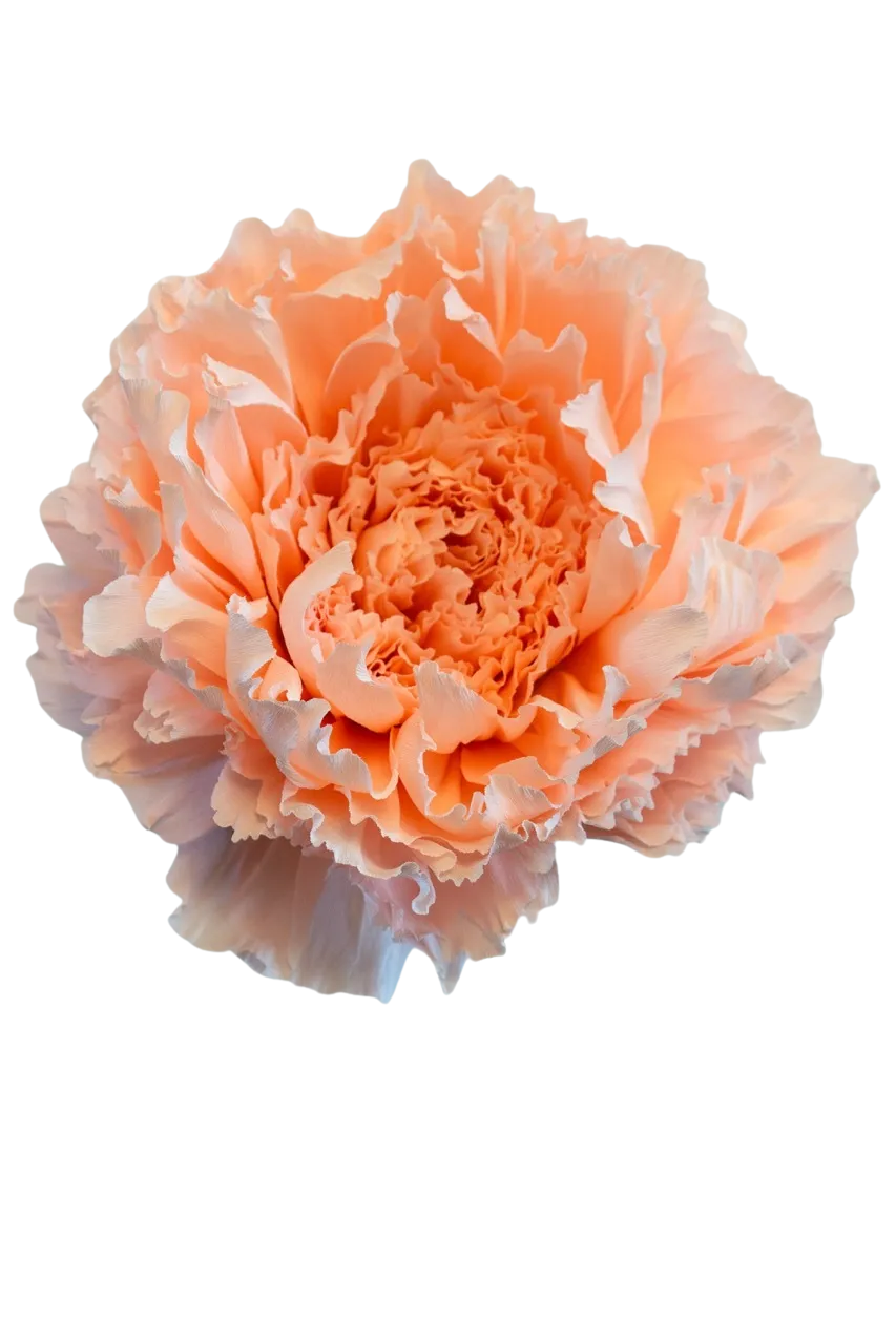 Champagne Peony
