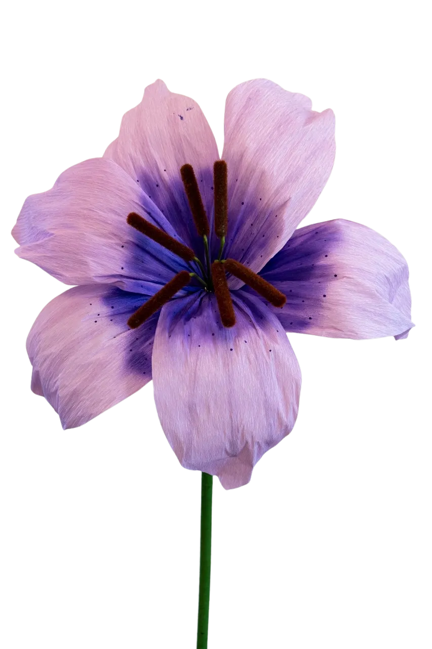 Light Purple Lily