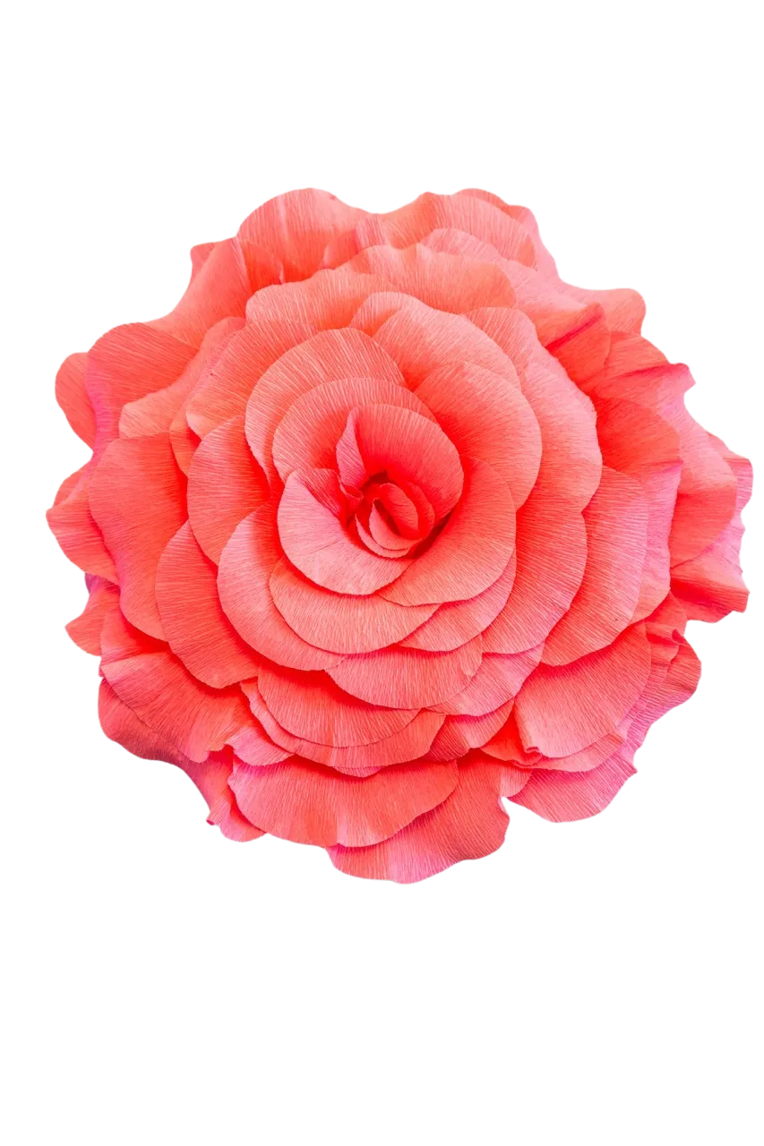 Coral Rose