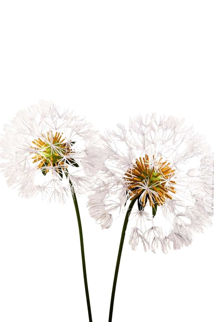Dandelion Puff
