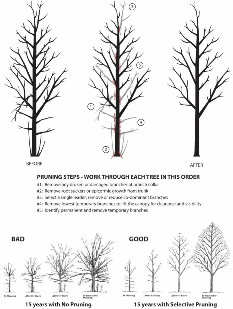 Pruning