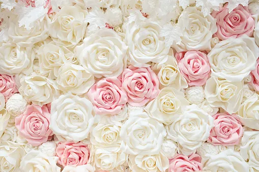 White and Pink Rose Backdrop