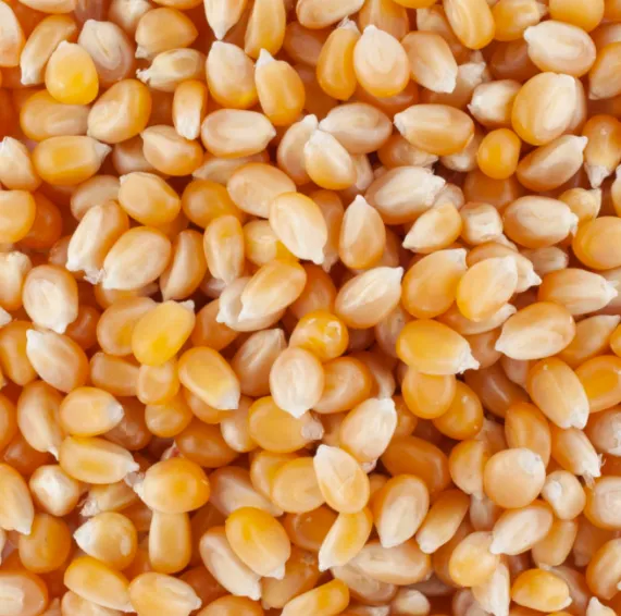Maïs pour pop-corn  