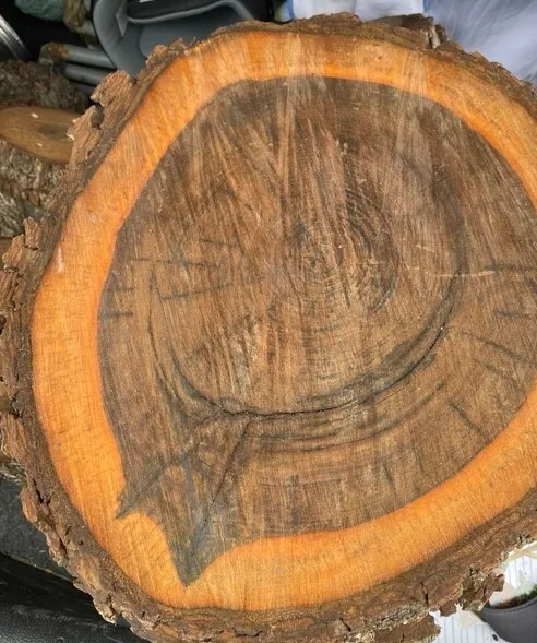 Walnut Wood Rounds/Slices