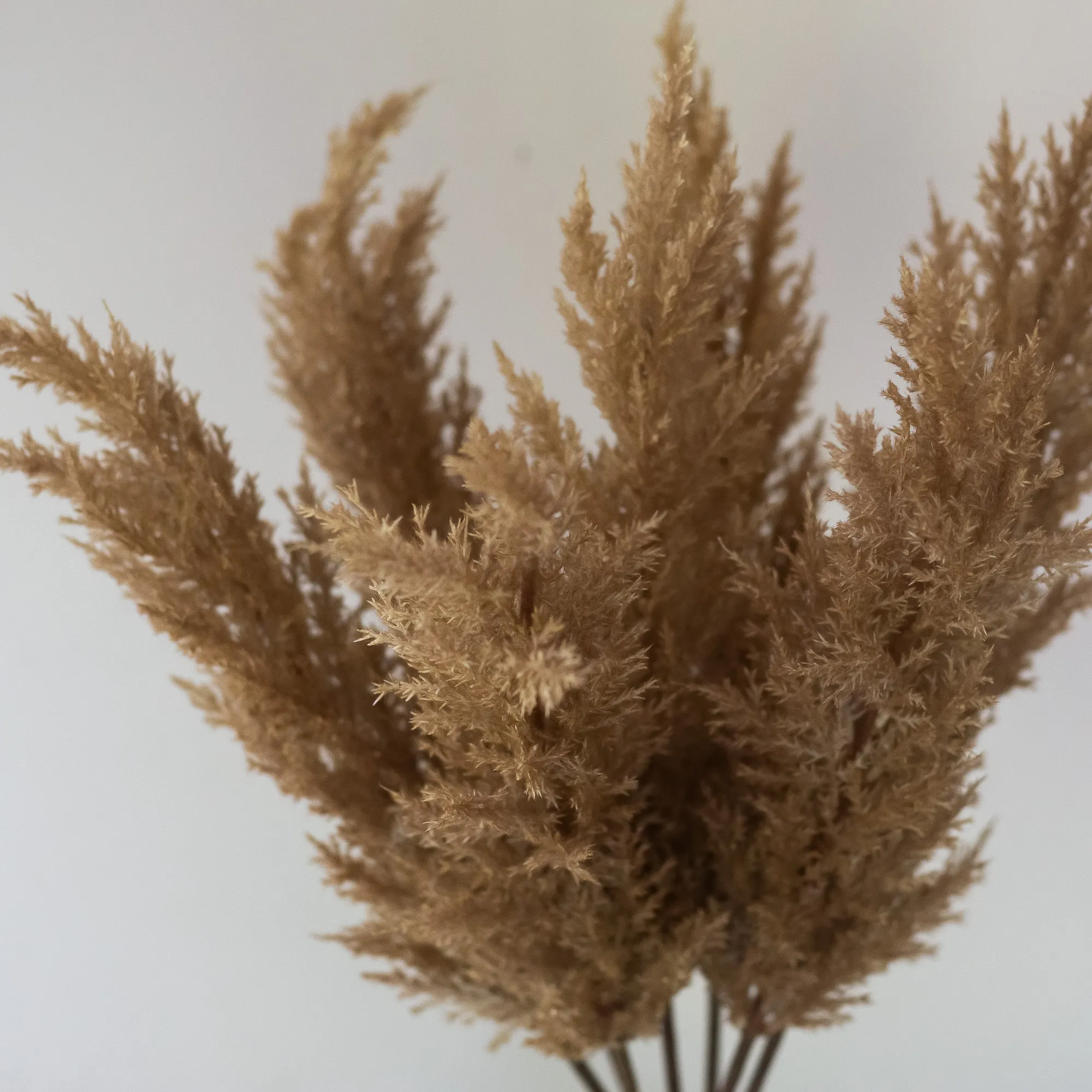 Pampas grass 90 cm
