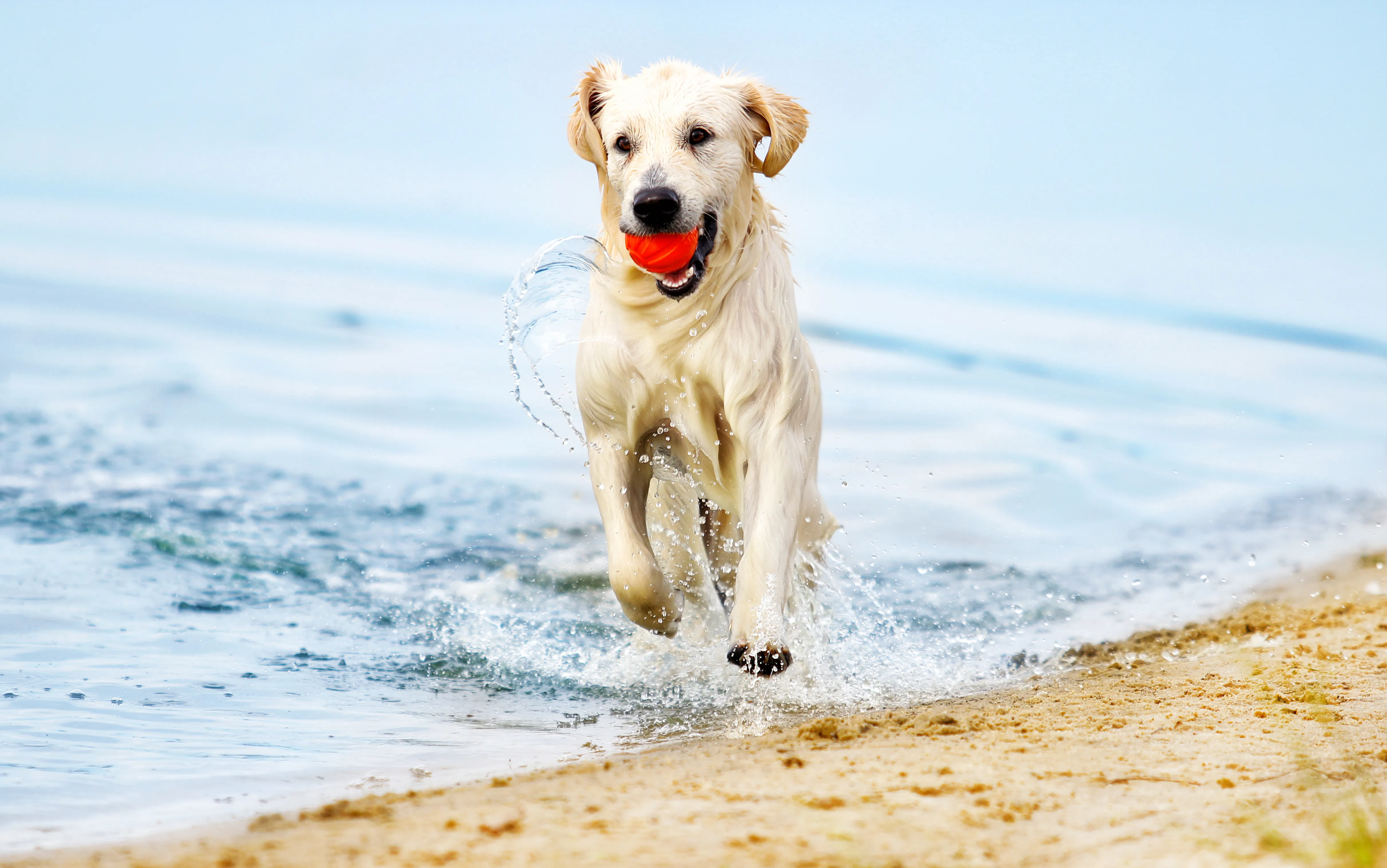Pet Gear