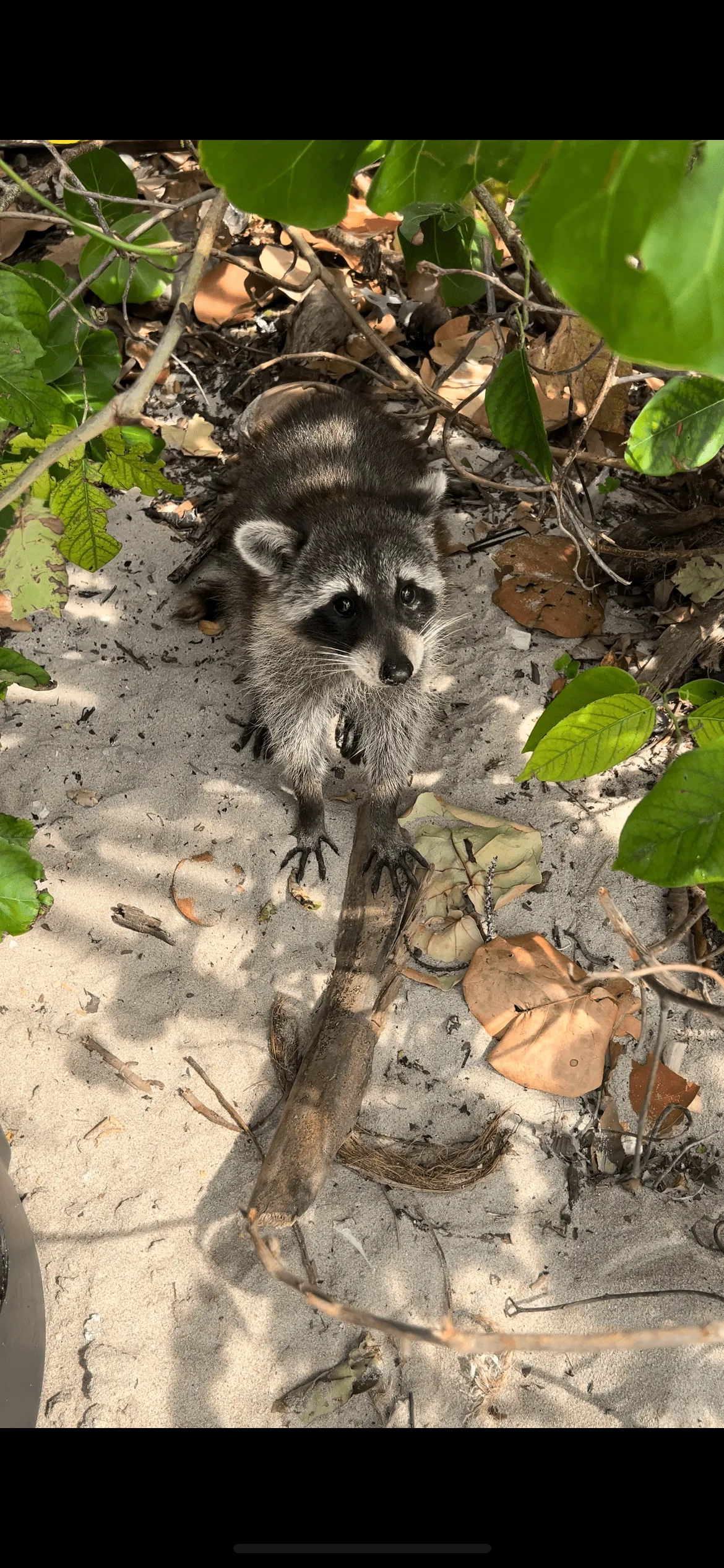 Raccoon Island