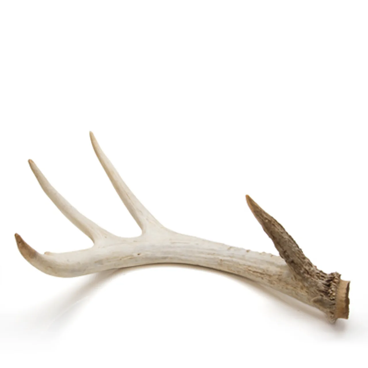 Deer Antler
