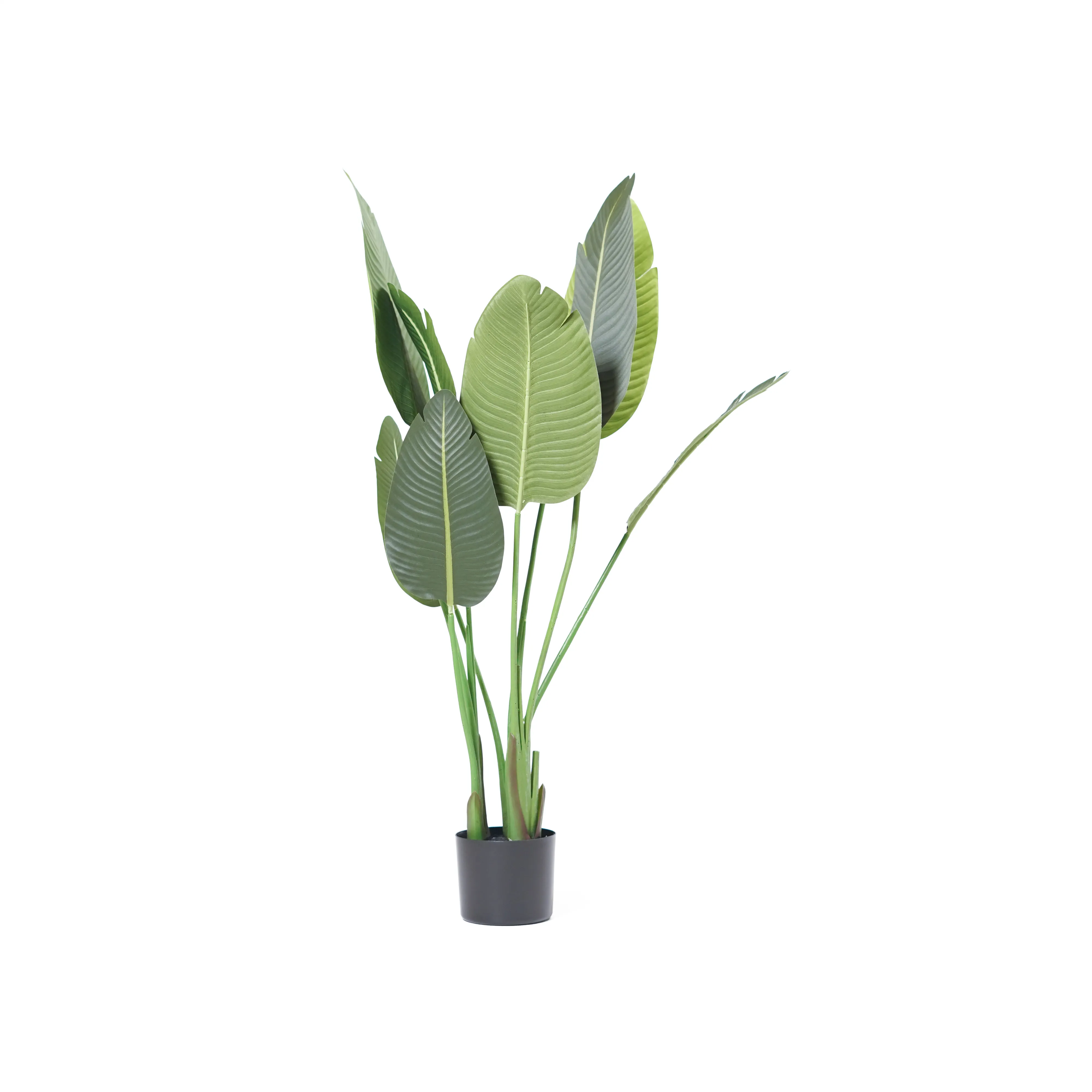 Bird of Paradise Prop Plant