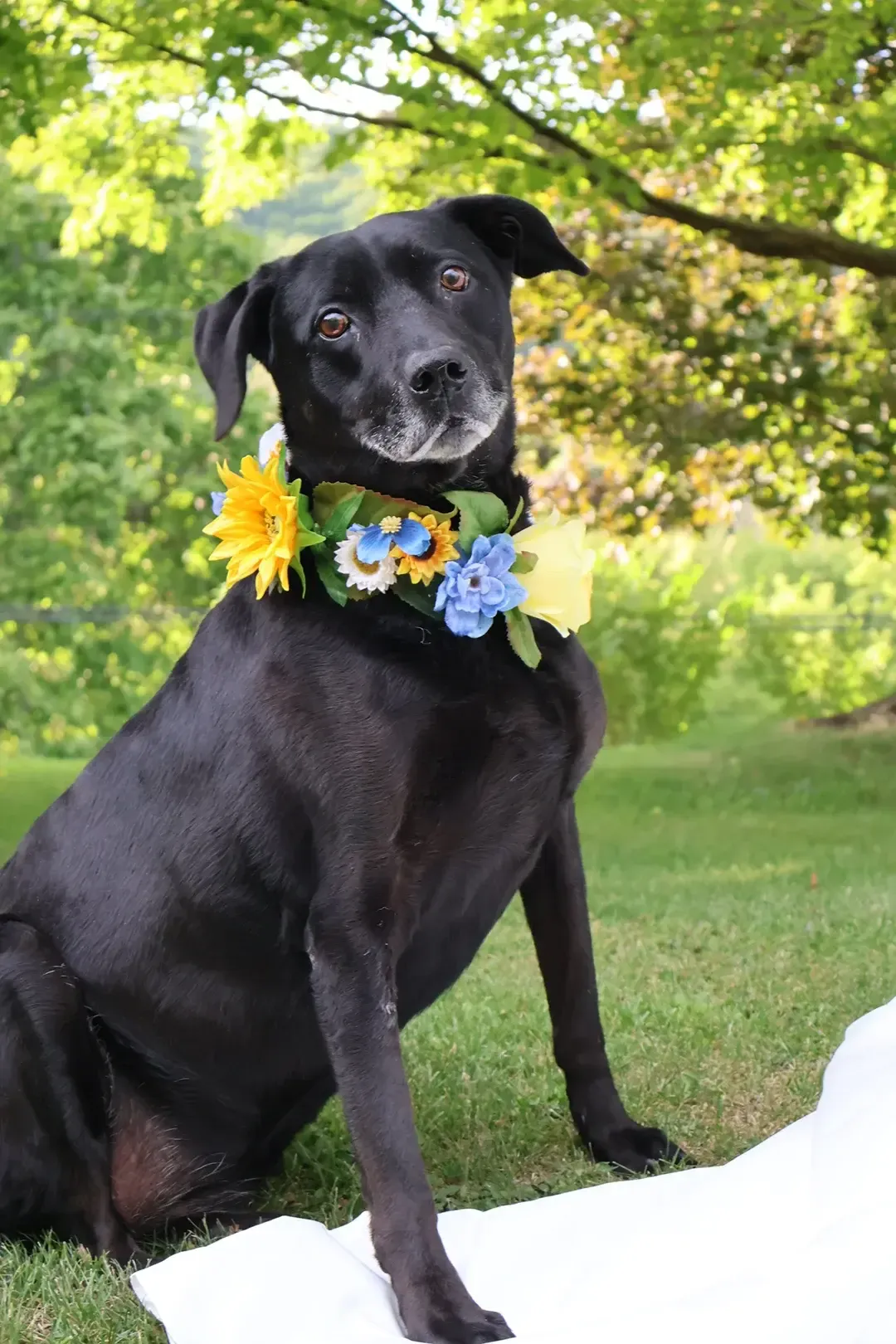 Custom Wedding Dog Collar