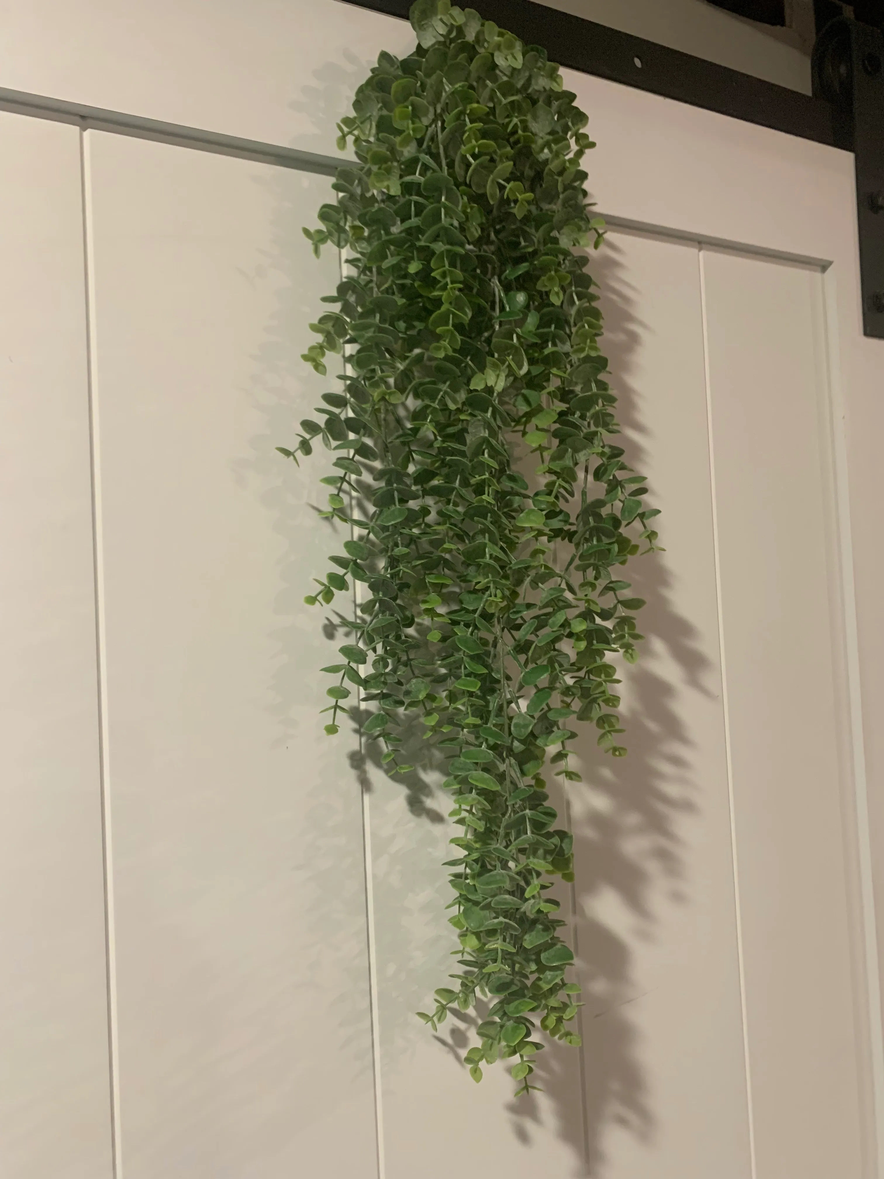 Eucalyptus Bunch