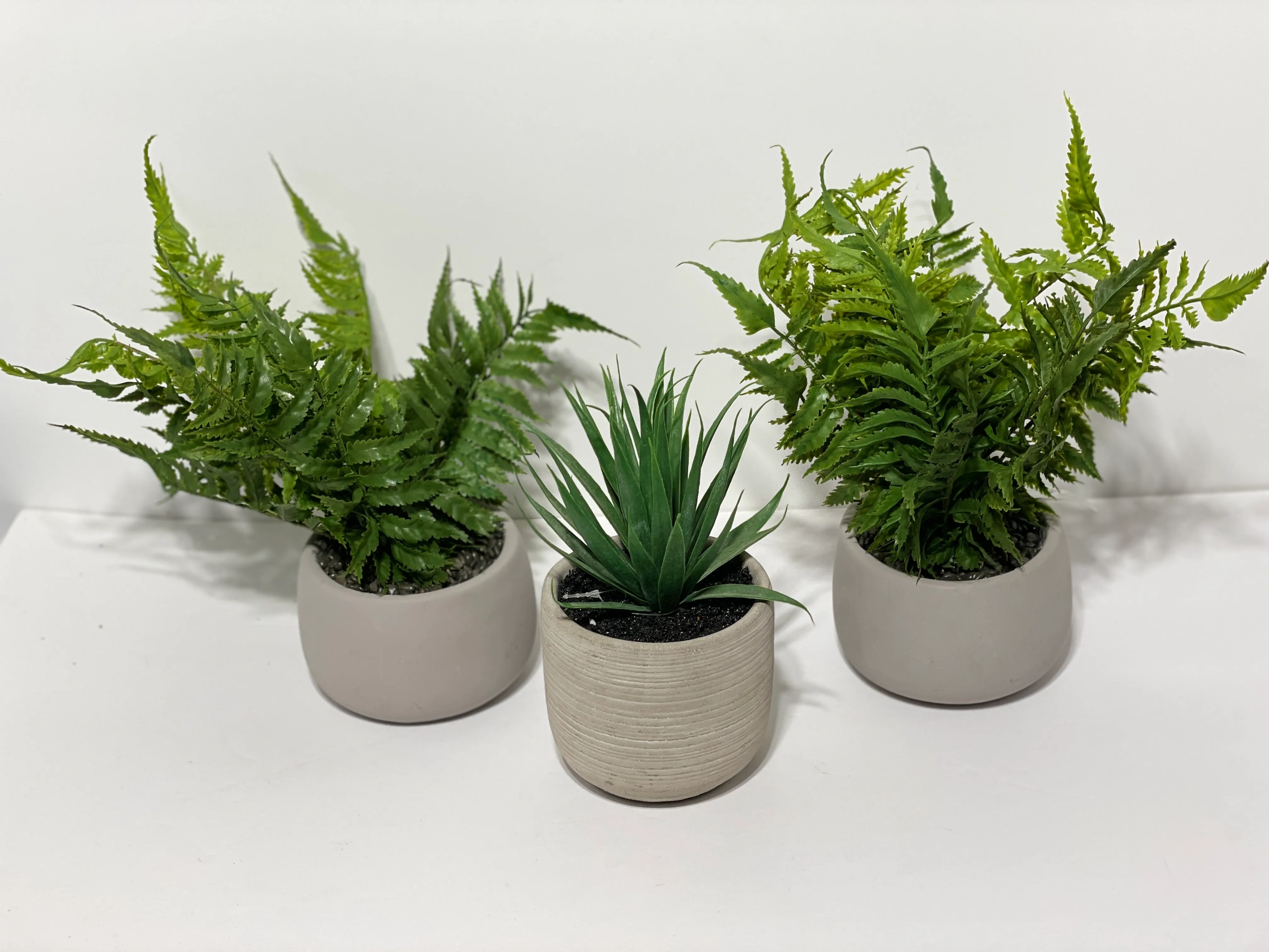 Assorted Small Plants