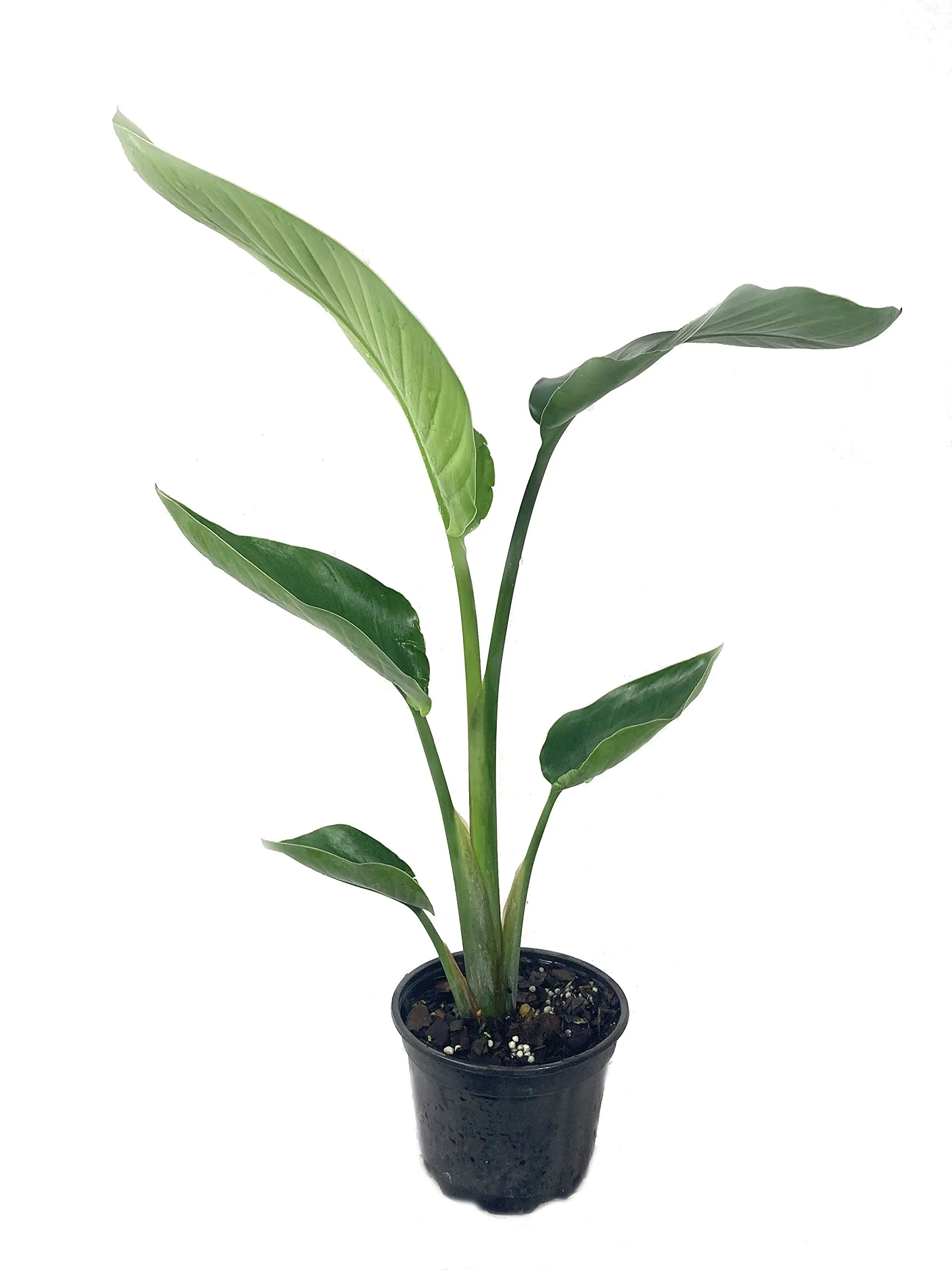 6' Bird Of Paradise