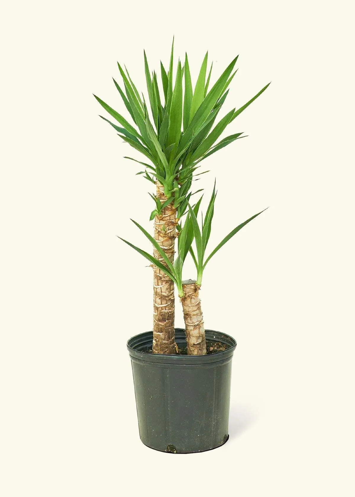 Yuka Tree