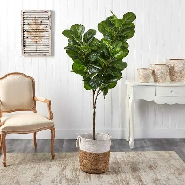6' Fig Leaf