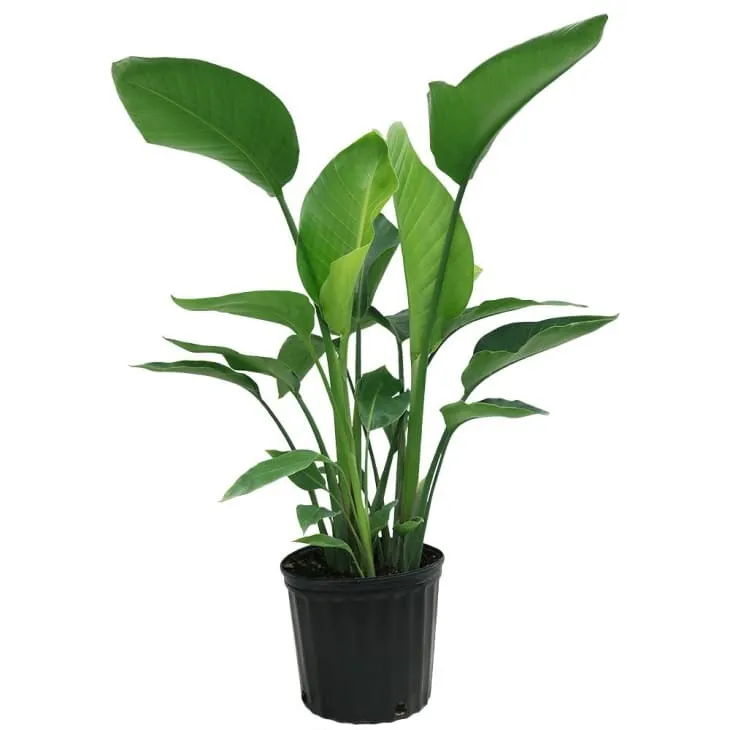 4' Bird Of Paradise