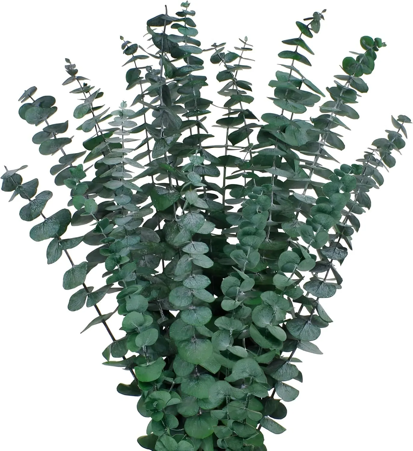 Long Eucalyptus Stems