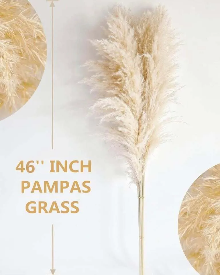 Pampass Grass for Rent