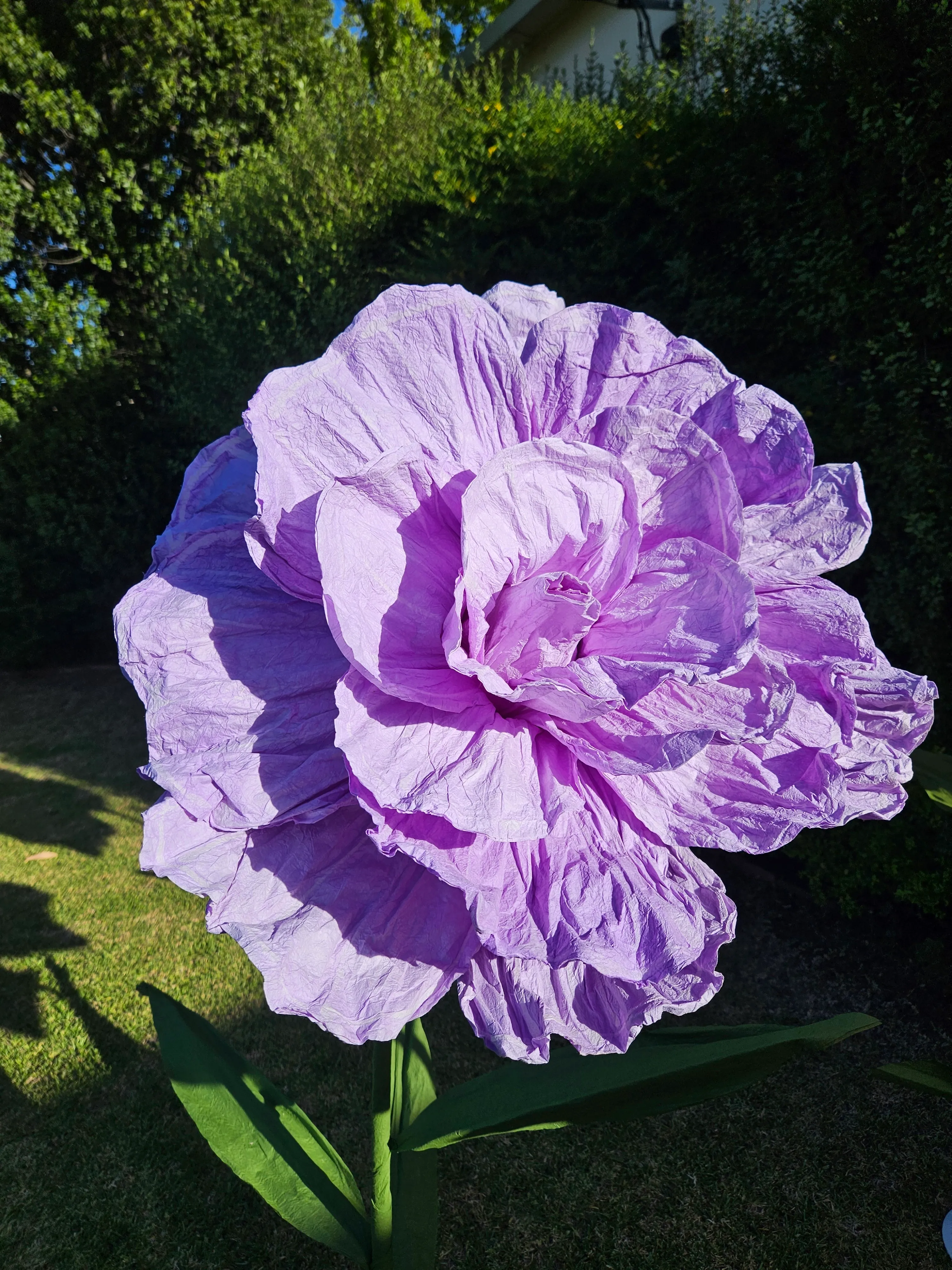 Blooming Petals