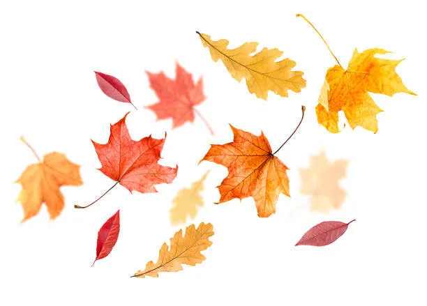 Fall Leaves
