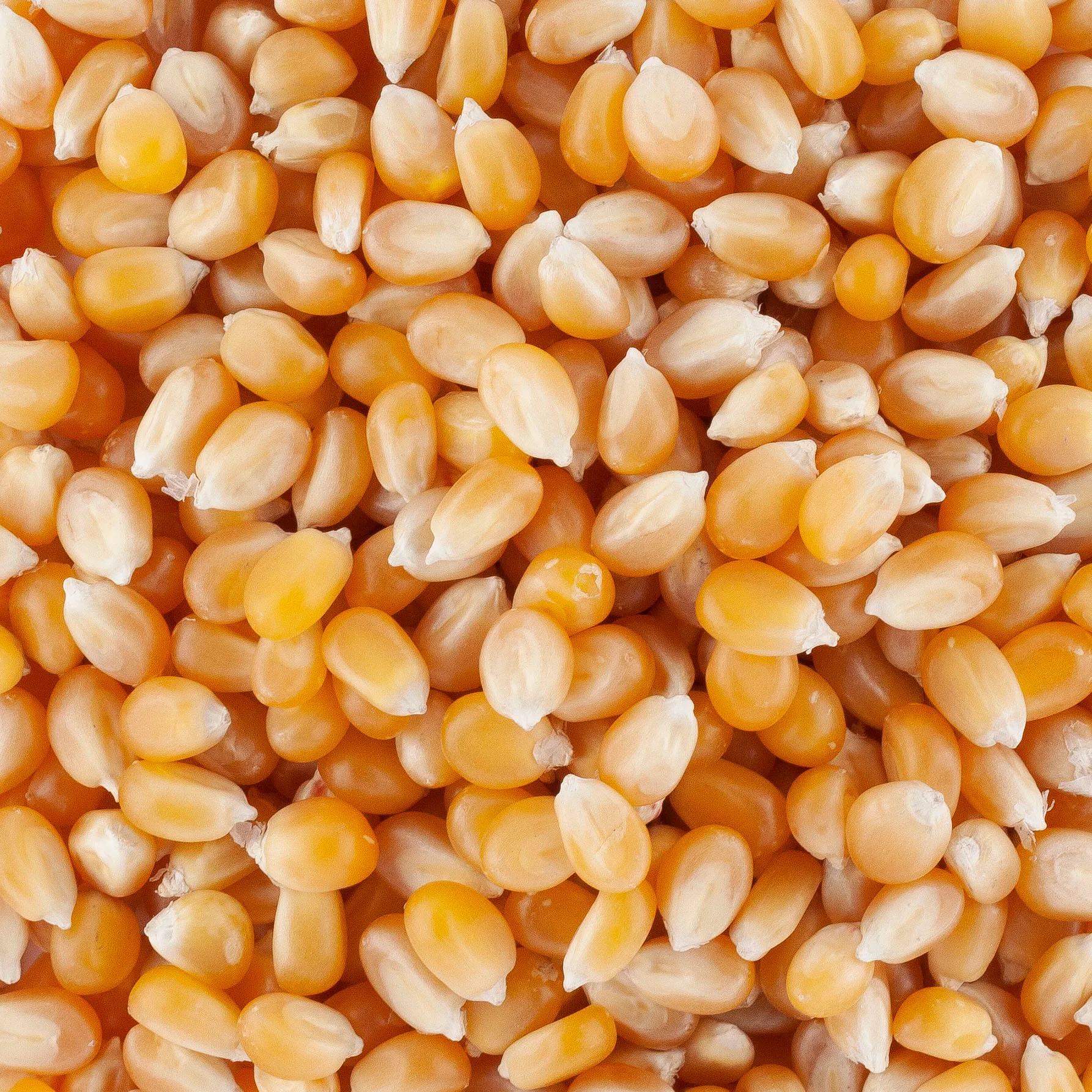 Extra de grains de maïs, beurre et huile pour machine à pop-corn
