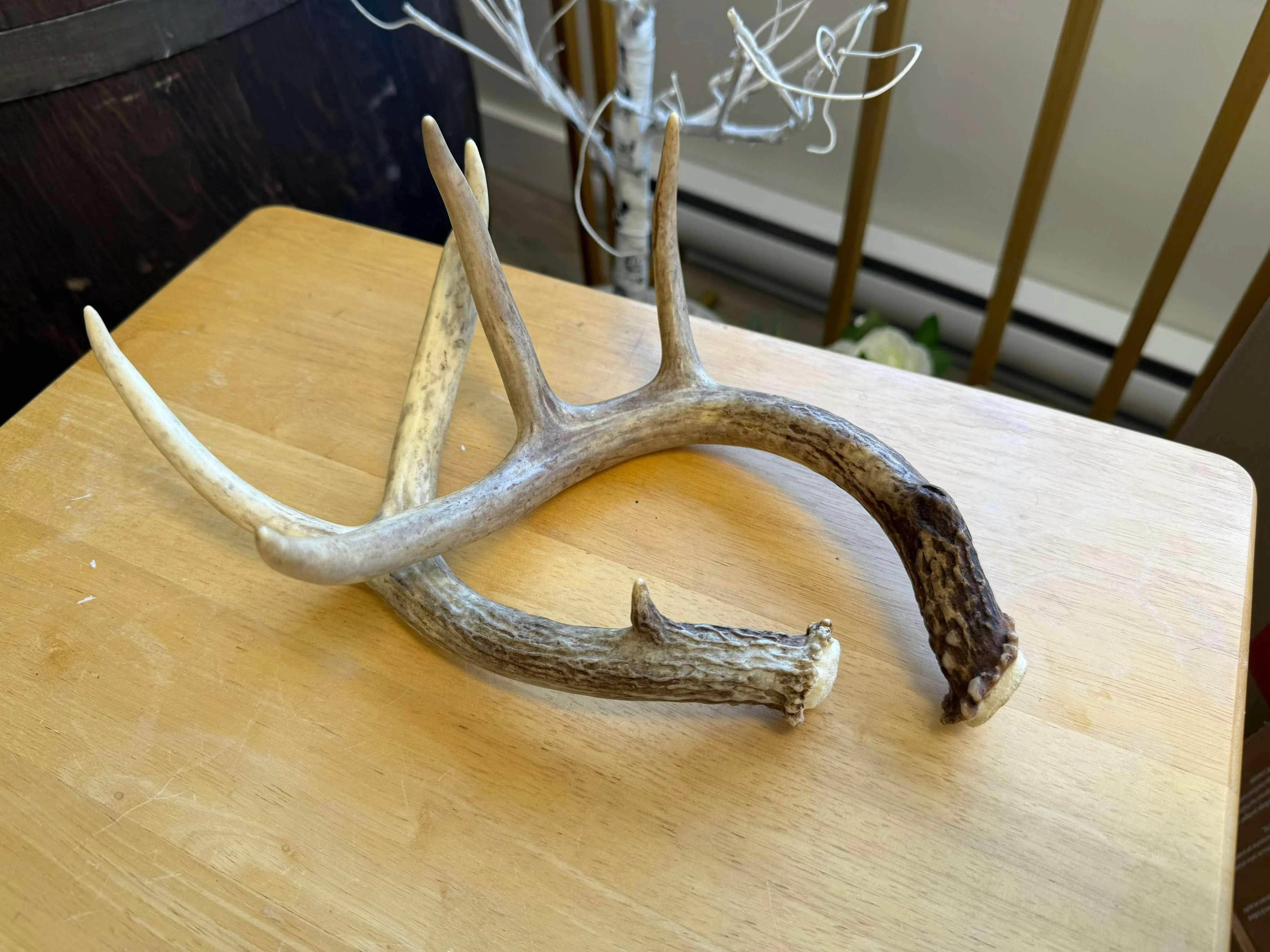 Antlers