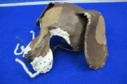 Kopfbedeckung 9 Hund