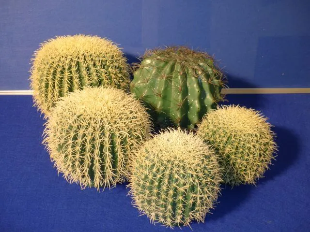 Kugelkaktus