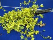 Blumen 1 gelb