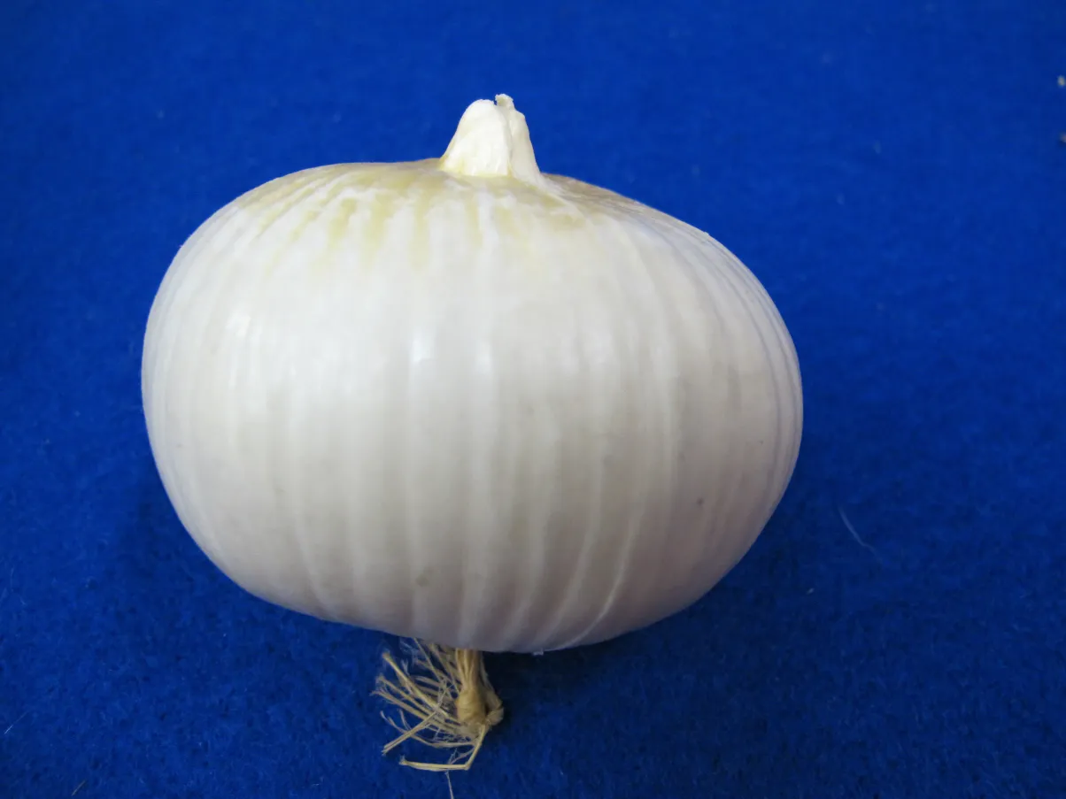 Gemüse Zwiebel