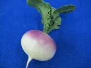 Gemüse Radieschen