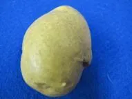 Gemüse Kartoffel