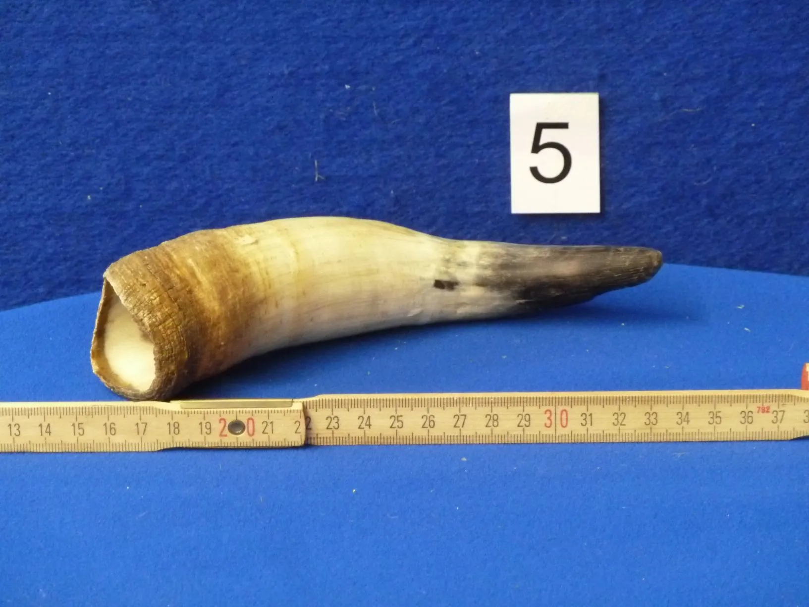 Horn zum Salben 