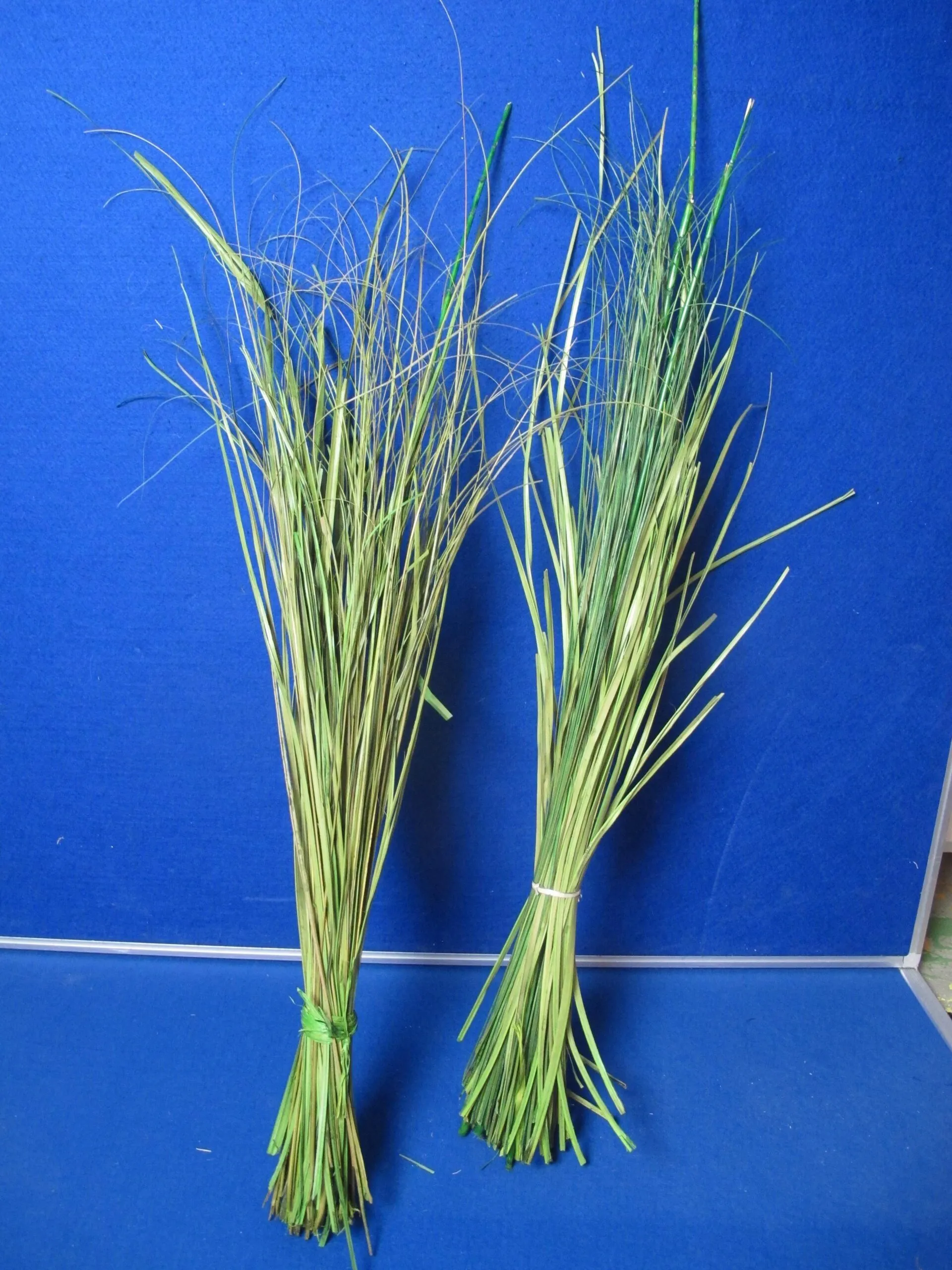 Gras grün