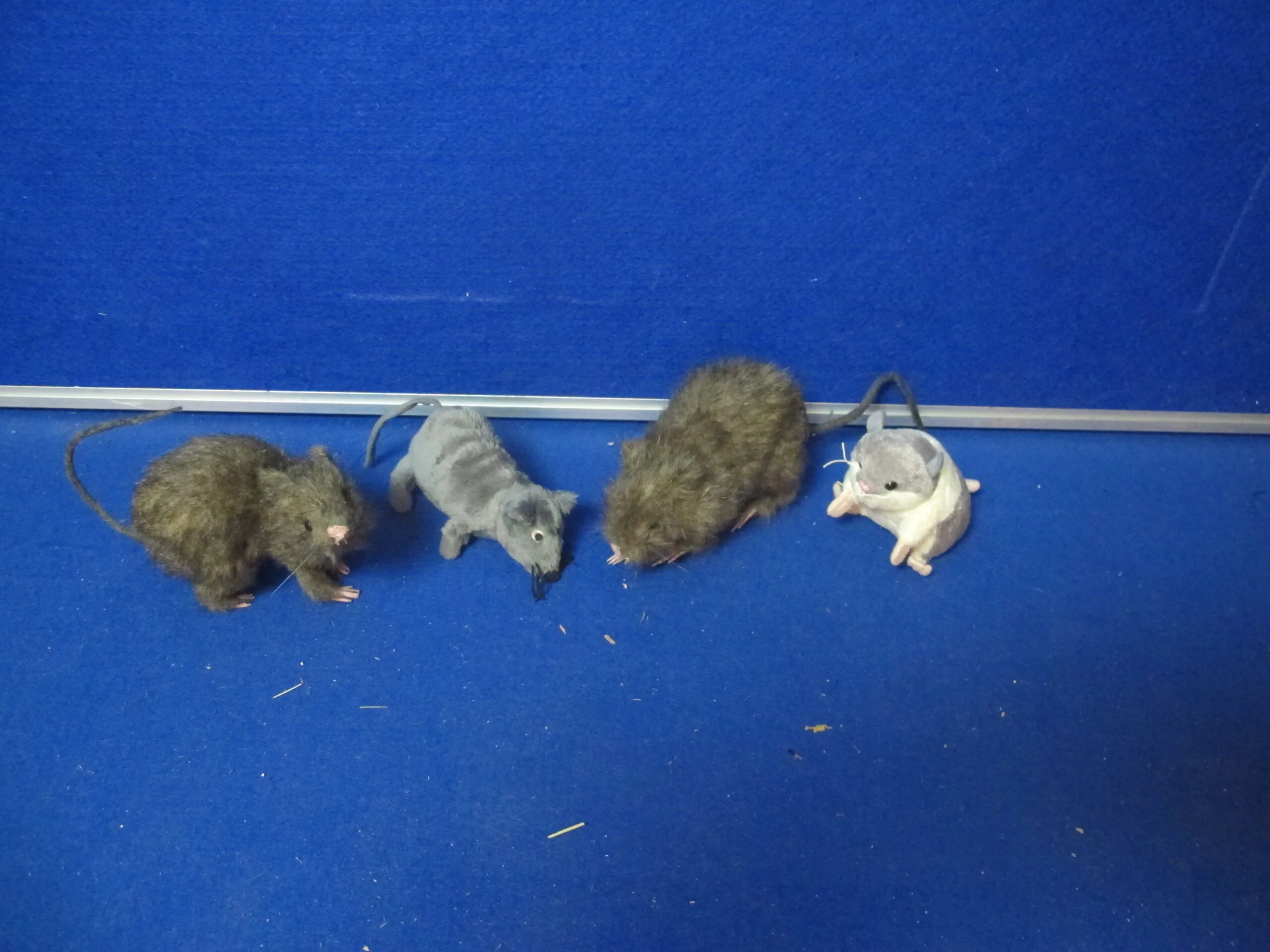 Ratte