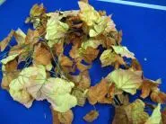 Blätter Herbst