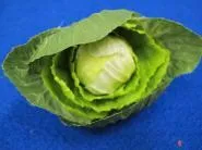 Gemüse Kohl